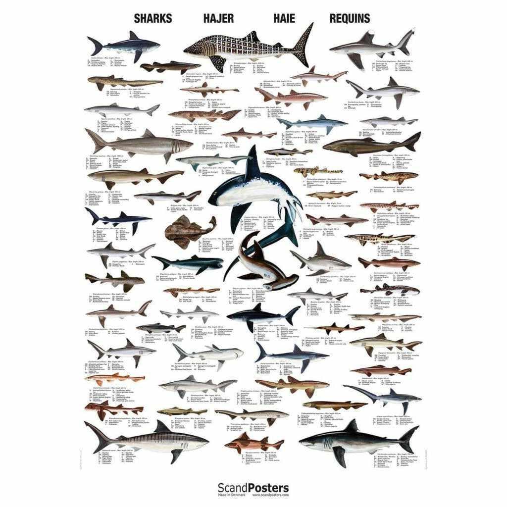 Ferrum Forge RUK Titanium Eve's Pie